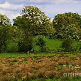 Grassland And Trees, Hampshire England by Lesley Evered