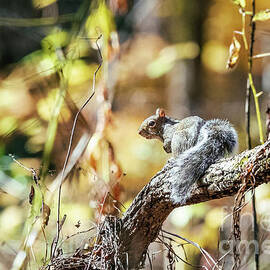 Gray Squirrel in the Fall Woods by Scott Pellegrin