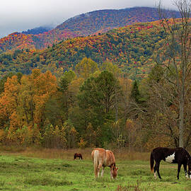 Grazing At The Foot Of The Smokies by Gina Fitzhugh