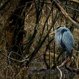 Great Blue Heron in Its Sanctuary, No. 1 by Belinda Greb