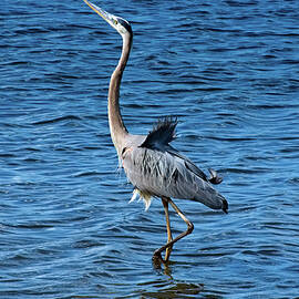 Great Blue Heron in the Wind by Heron And Fox