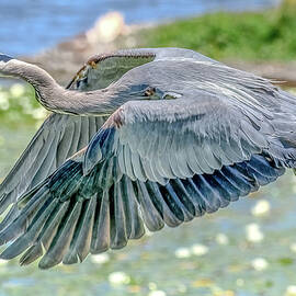 Great Blue Heron by Jerry Cahill