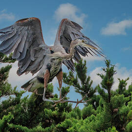 Great Blue Heron Landing