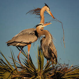 Great Blue Heron Nest Building 4 by Maria Struss Photography