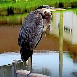 Great Blue Heron Oil by Lorraine Caporaso Photography