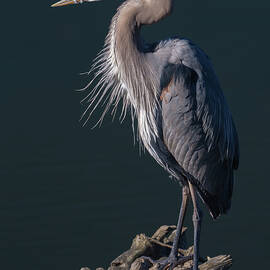 Great Blue Heron on Driftwood 03-27 by Bruce Frye