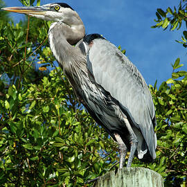 Great Blue Heron on Piling by Sally Weigand