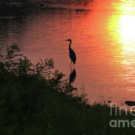 Great Blue Heron Silhouette at Sunrise 3603