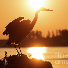 Great  Blue Heron Soaking In The Sun 3 by Bob Christopher