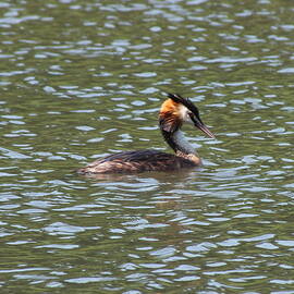 Great Created Grebe Swimming 1 by James Dower