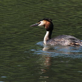 Great Crested Grebe Swimming 2 by James Dower