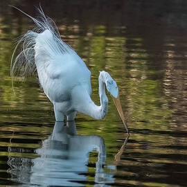 Great Egret 2436-062323-2 by Tam Ryan