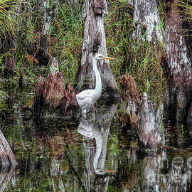Great Egret at Big Cypress by Scott Moore