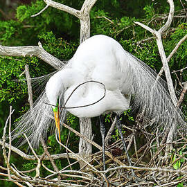Great Egret Constructing Nest by Regina Geoghan