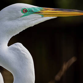 Great Egret in Breeding Colors by Jennifer Howell