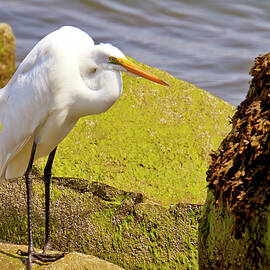Great egret on the rocks by Geraldine Scull