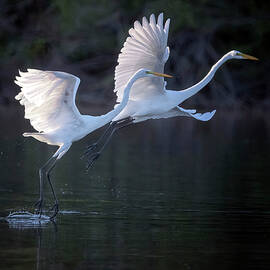 Great Egrets 1903-091623-2 by Tam Ryan