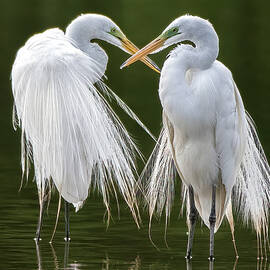 Great Egrets 8762-061922-3 by Tam Ryan