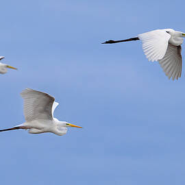 Great Egrets in Flight by Arterra Picture Library