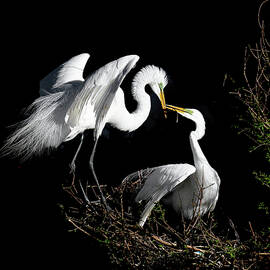 Great Egrets by Stuart Harrison