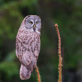 Great Gray Owl on a Delicate Perch by Loree Johnson