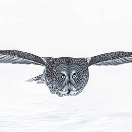 Great Grey Owl in Flight over the Snow by Jim Cumming