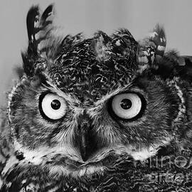 Great Horned Owl .. BW001 by Jor Cop Images