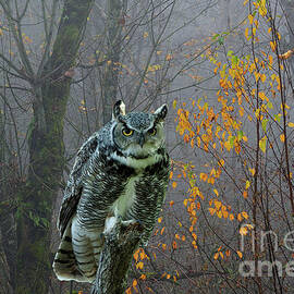 Great Horned Owl by Bob Christopher