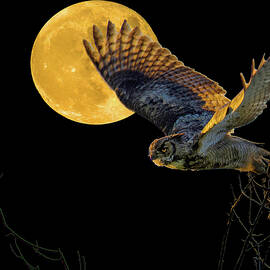 Great Horned Owl Flying in the Moonlight by Judi Dressler