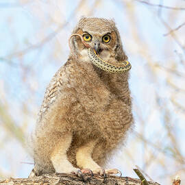 Great Horned Owlet with Snake - IV by Judi Dressler