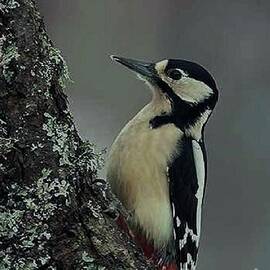 Great Spotted Woodpecker by Maxwell Zurich