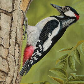 Great spotted woodpecker by Russell Hinckley