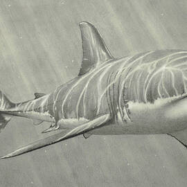 Great White and Sun Beams by James Zeger