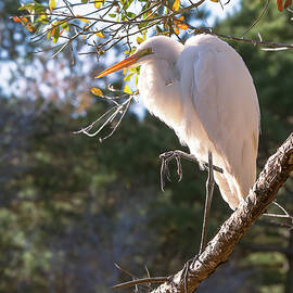 Great White Egret - Jarvis Creek - Hilton Head