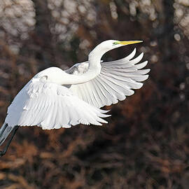 Great White Heron # 45 by Stuart Harrison