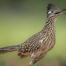 Greater Roadrunner South Texas