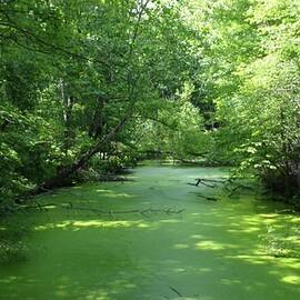 Green Algae Creek by Jeremy Lyman