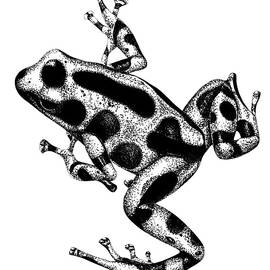 Green and black poison dart frog drawing by Loren Dowding