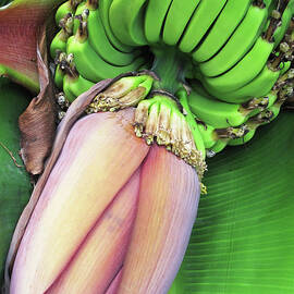 Green Bananas - Tropical Plant Art by Sharon Cummings