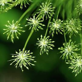 Green Constellation by Hugh Warren