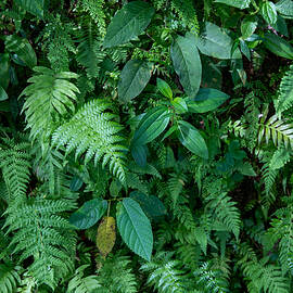 Green fern and grass foliage by Julien