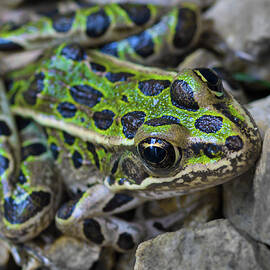 Green Frog by Beygan Sundaramurthy