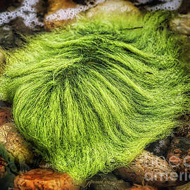 Green Hair Seaweed by Robin Amaral