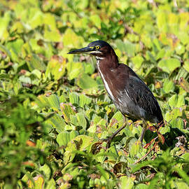 Green Heron by Candice Lowther