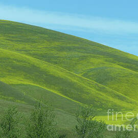 Green Hills of California by Connie Sloan