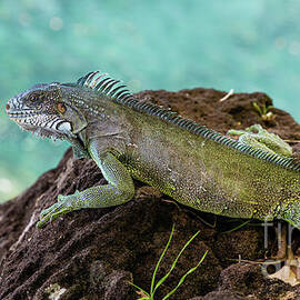 Green iguana on the rocks by Lyl Dil Creations