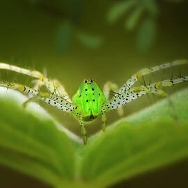 Green Lynx Spider by Mark Andrew Thomas