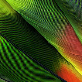 Green Parrot Feathers by LeeAnn McLaneGoetz McLaneGoetzStudioLLCcom
