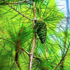 Green Pinecone by Chriskoool