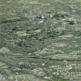 Green pond abstract 3 by Paul Boizot